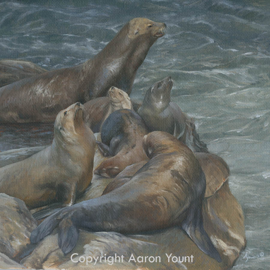 Sea Lions Aaron Yount